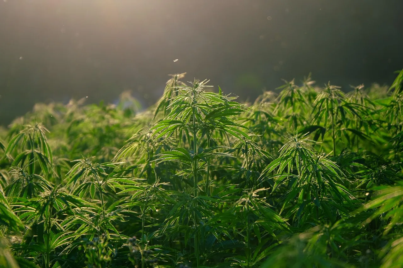 hemp, plant, nature, hemp field, leaves, foliage, plantation, marijuana leaves, backlighting, green. Cannabis delivery license by province: who authorizes it