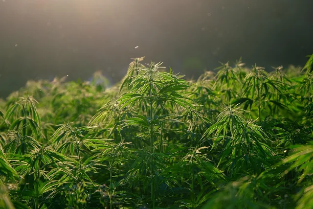 hemp, plant, nature, hemp field, leaves, foliage, plantation, marijuana leaves, backlighting, green. Cannabis delivery license by province: who authorizes it